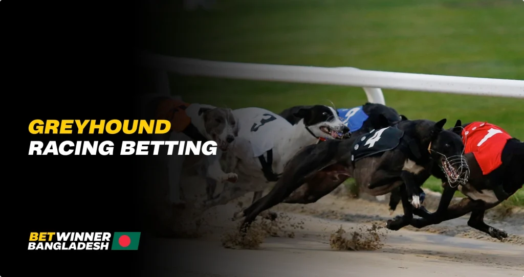 Greyhound-racing-betting